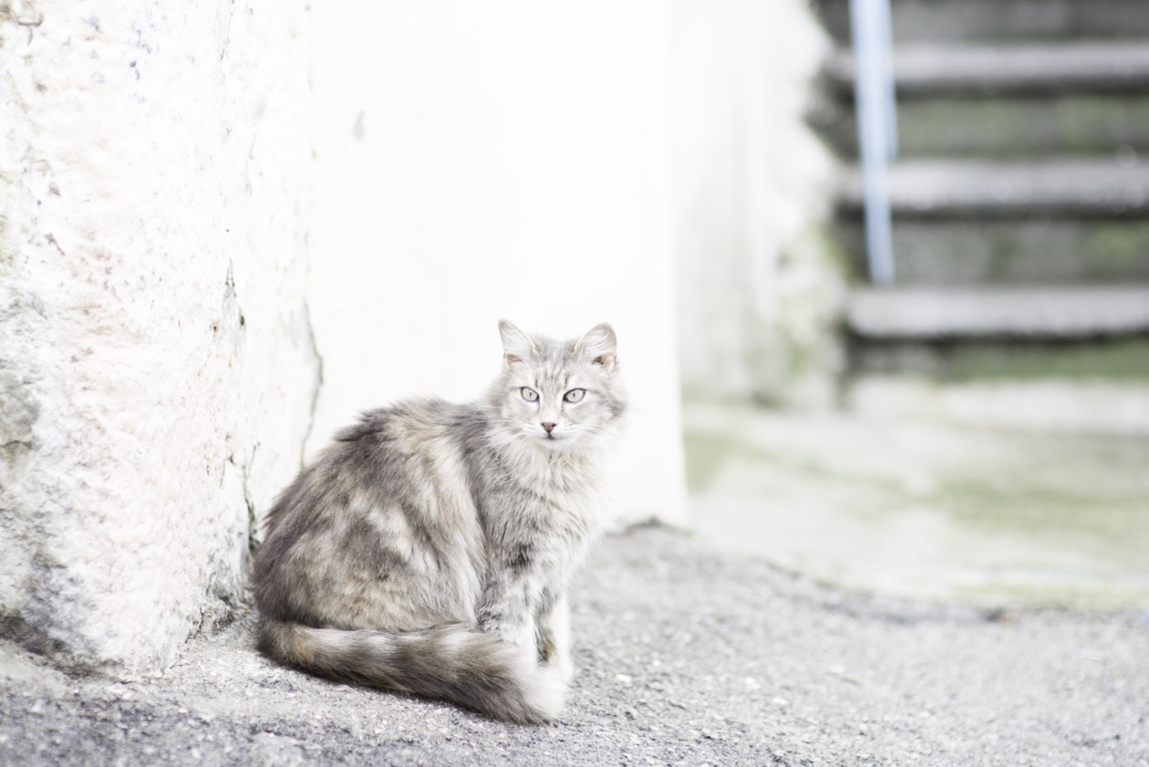 Gray cat sitting by a white wall in an overexposed, washed-out frame