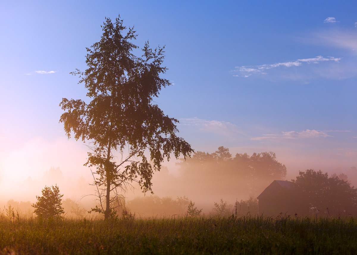 Lone tree in a misty meadow at sunrise with pink light and blue sky