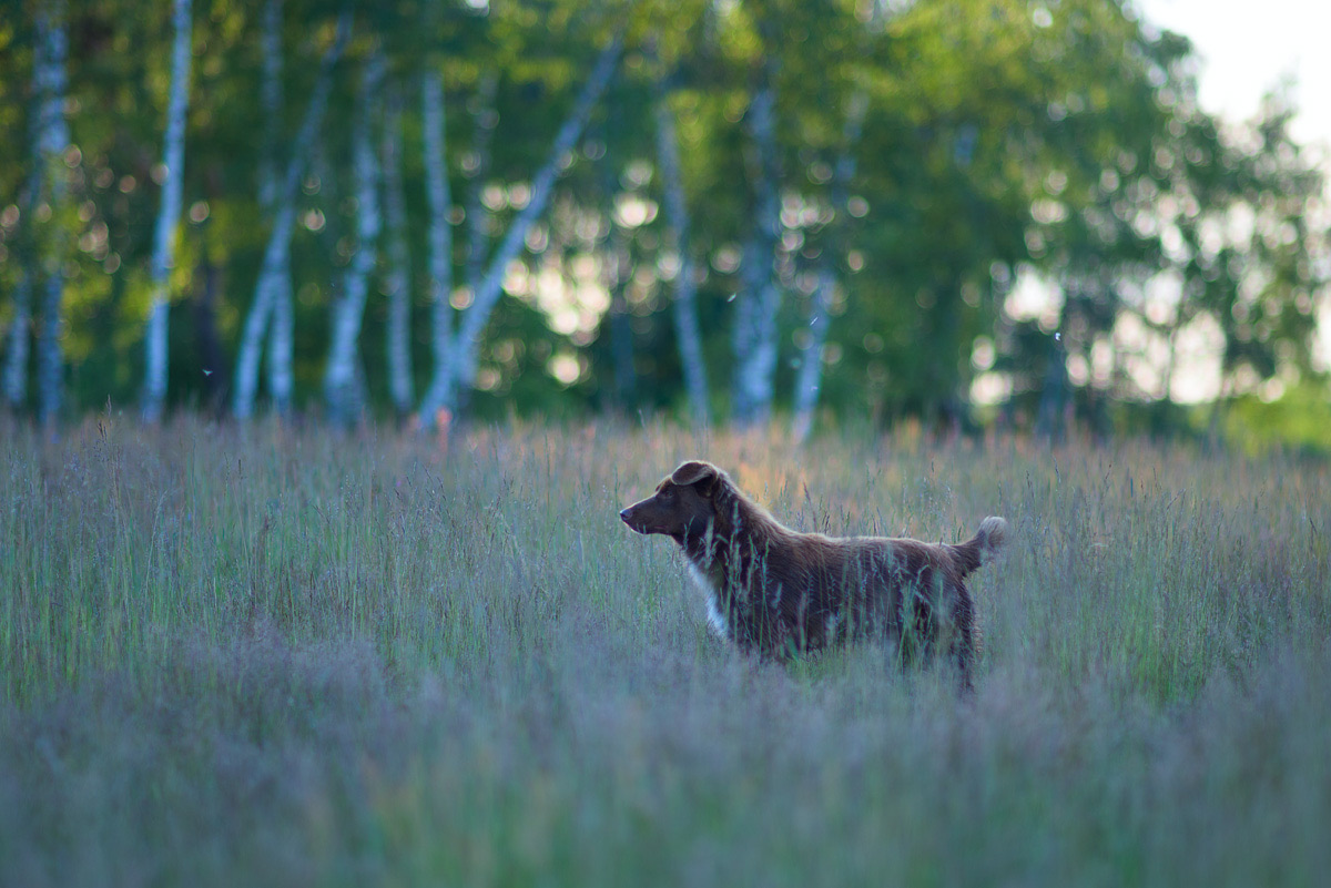 Dark brown dog standing in tall grass in a meadow at the edge of a birch wood