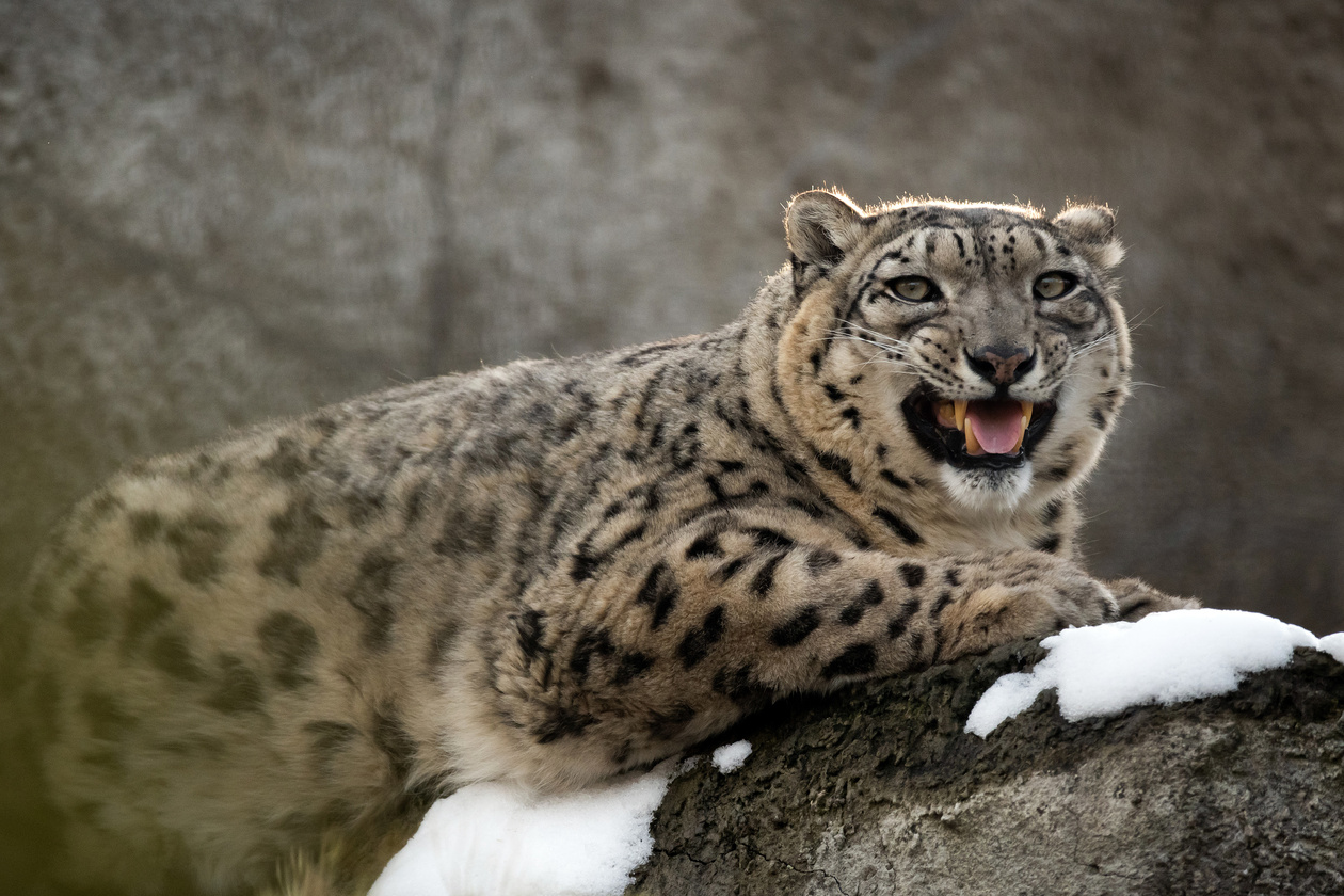 Snow leopard lying on a rock with snow, snarling toward the camera