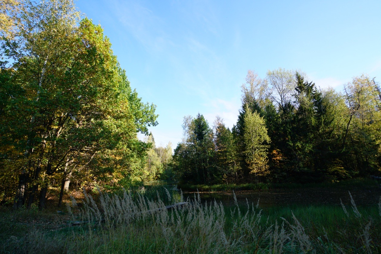 Landscape of trees by a pond under a bright sky
