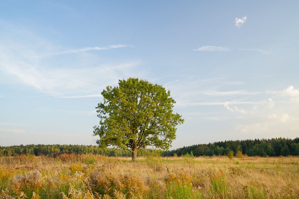 Lone tree in an autumn meadow under a pale hazy sky