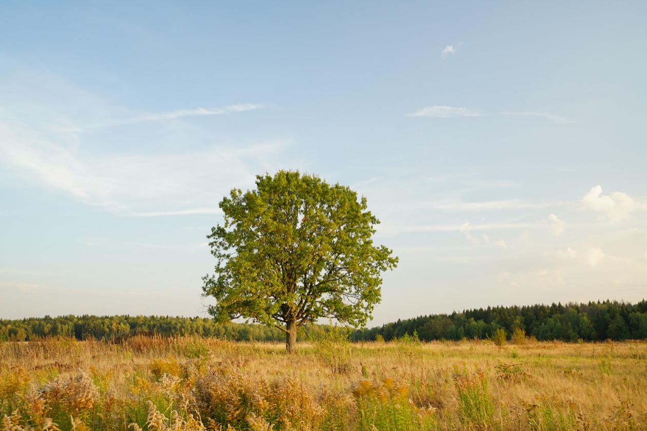 The same lone tree in a meadow with a bluer sky