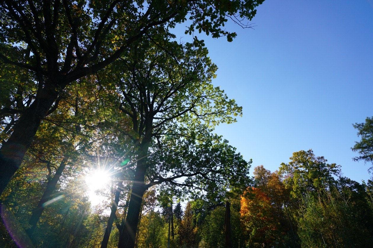 Backlit oak trees with the sun shining through the branches