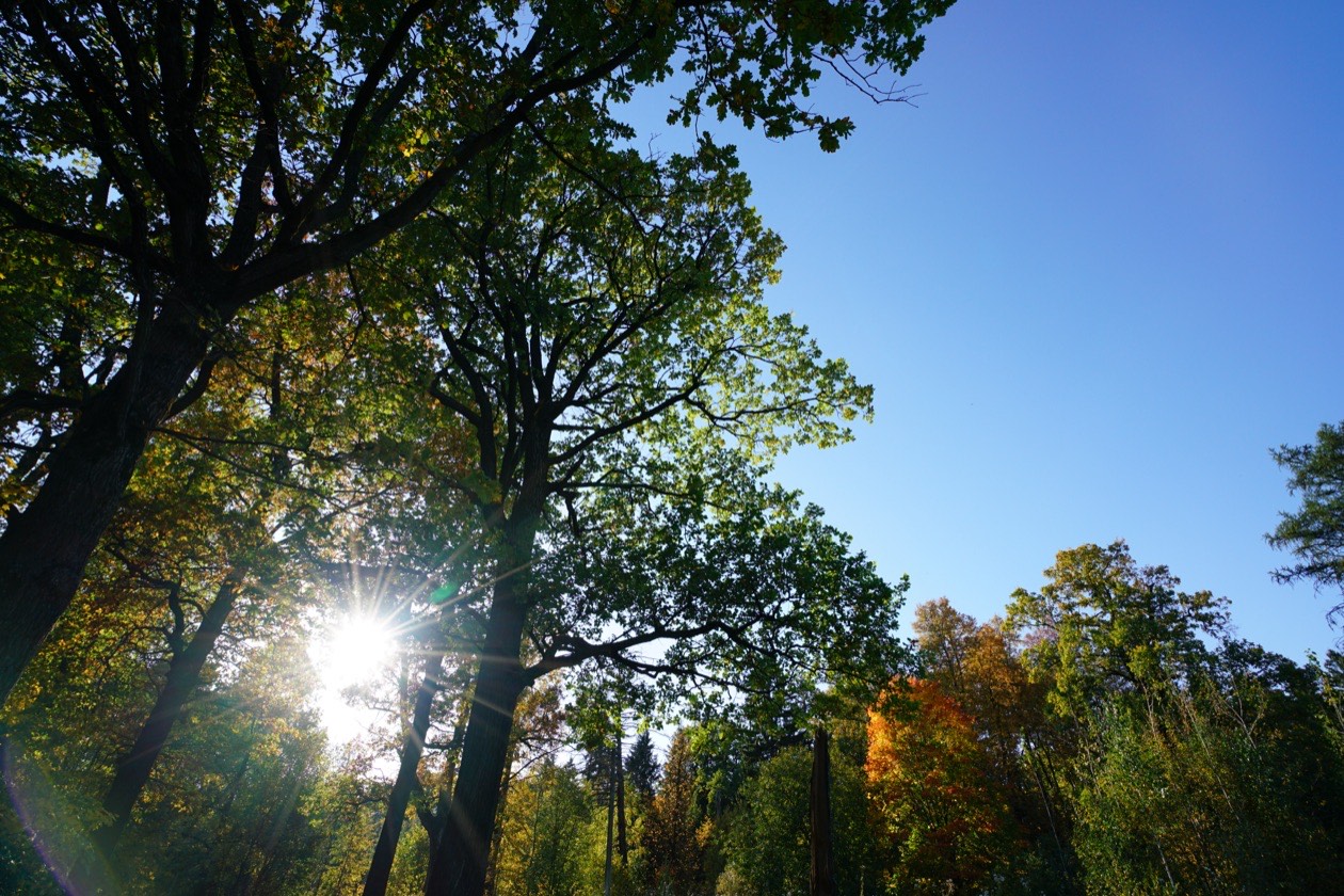 The same backlit trees with the sun in the frame, shot for comparison