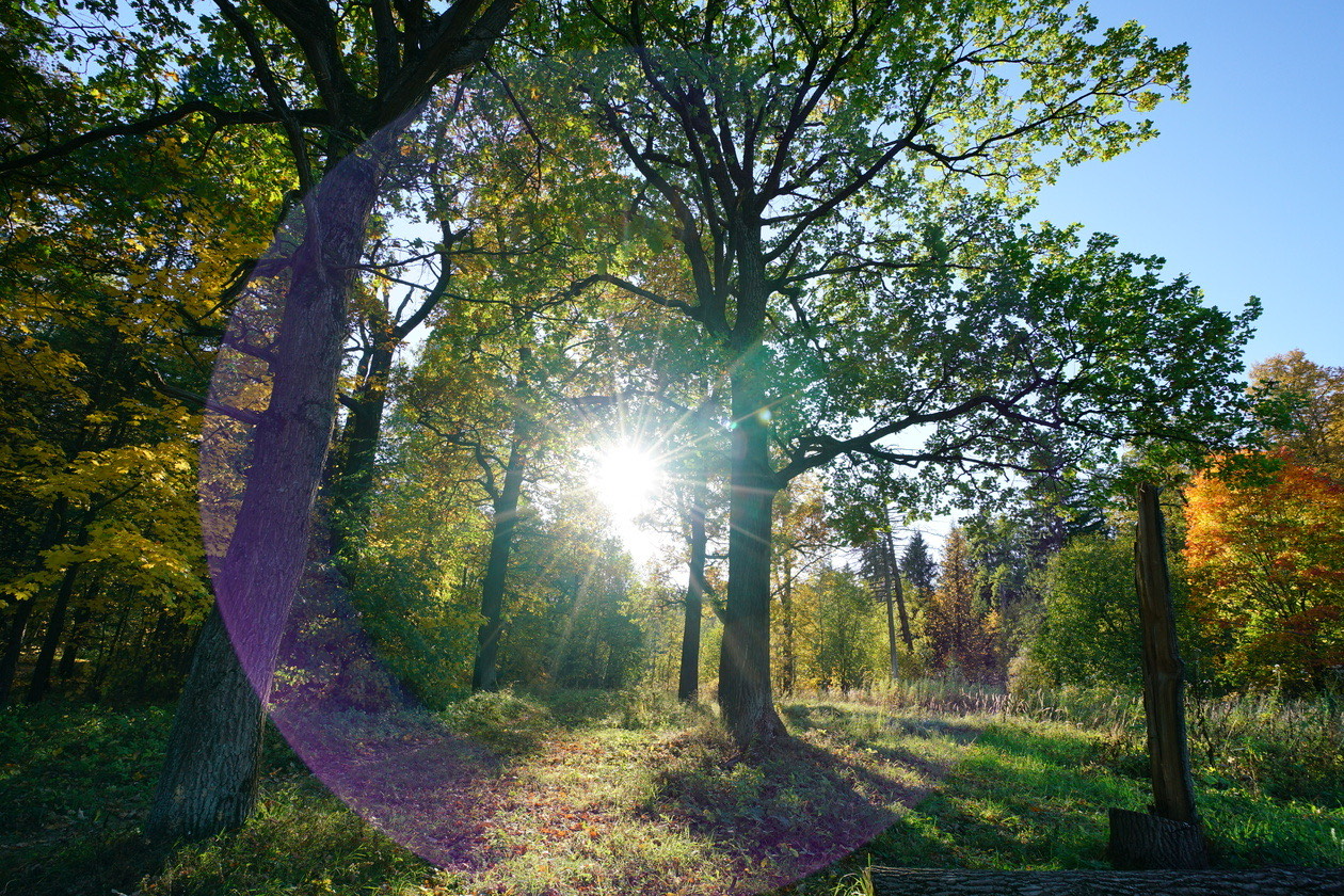 Filter test, frame 1 of 4: shooting into the sun through trees