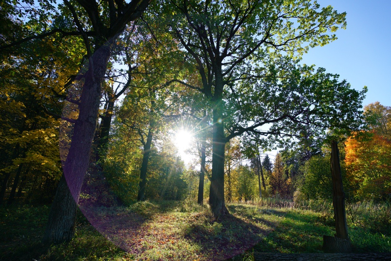 Filter test, frame 2 of 4: shooting into the sun through trees