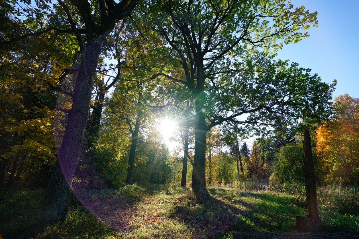 Filter test, frame 3 of 4: shooting into the sun through trees