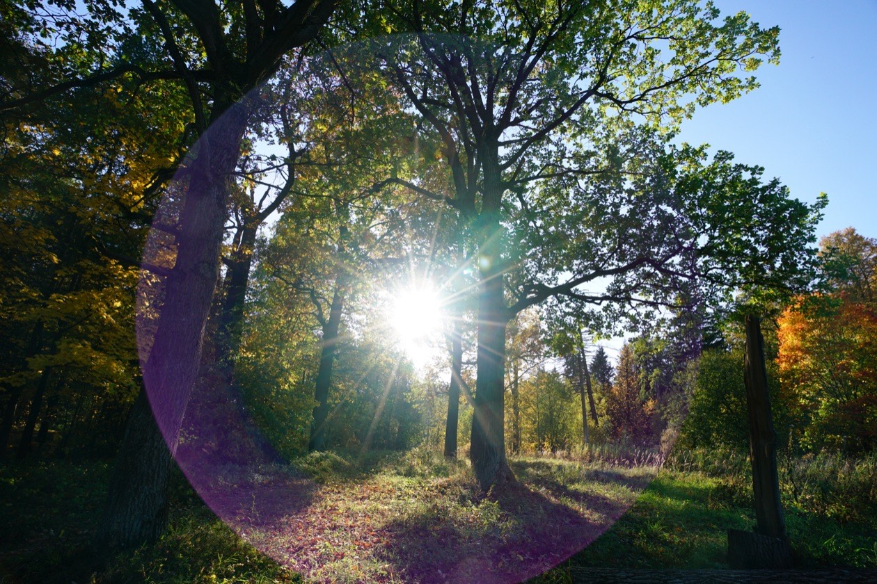 Filter test, frame 4 of 4: shooting into the sun through trees