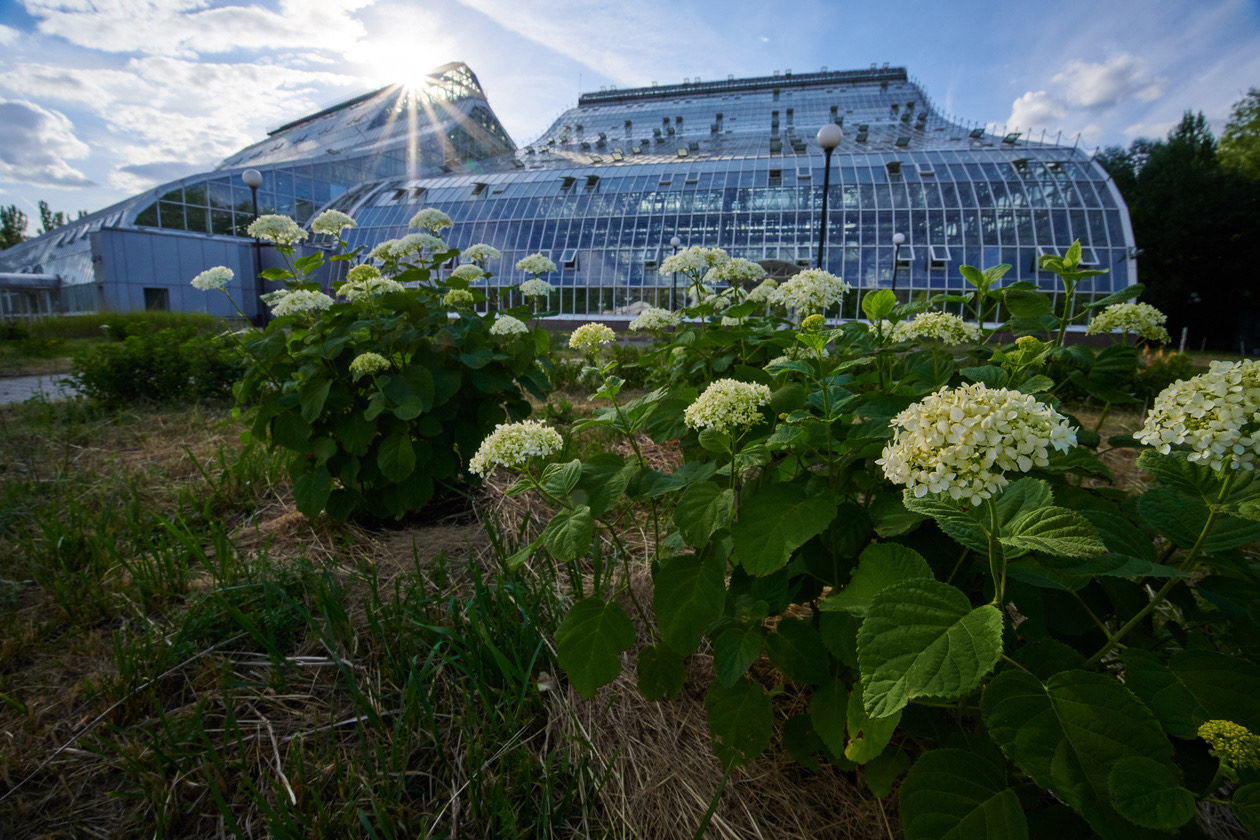 White hydrangeas in front of a glass greenhouse with a sunburst