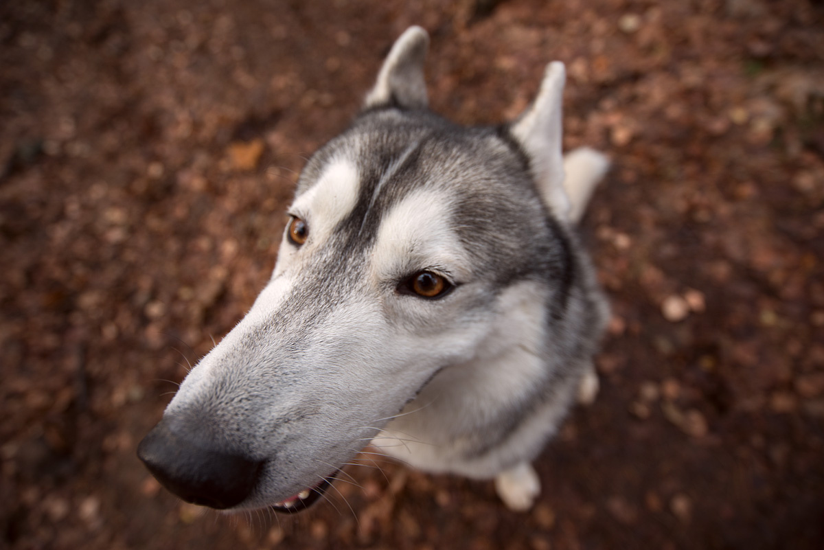Close-up of a husky leaning its nose toward the camera