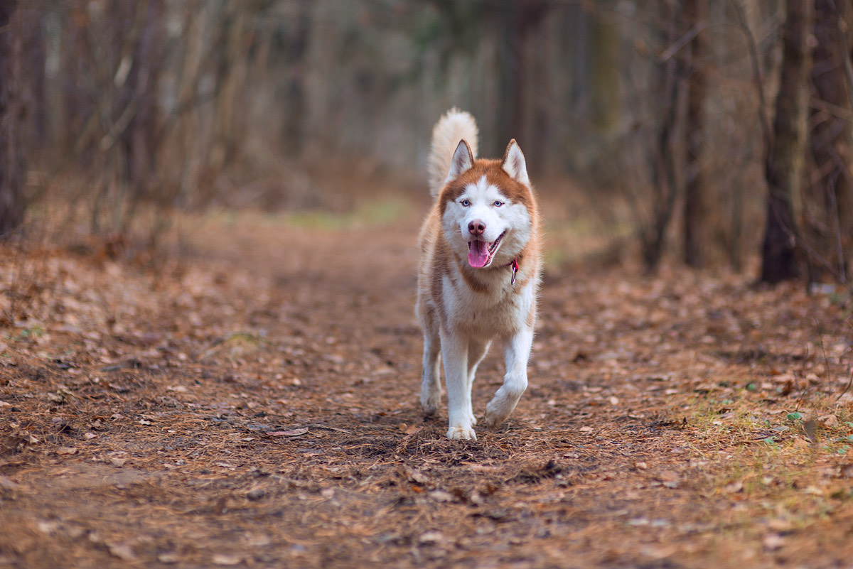 Husky walking along a forest path covered in fallen leaves