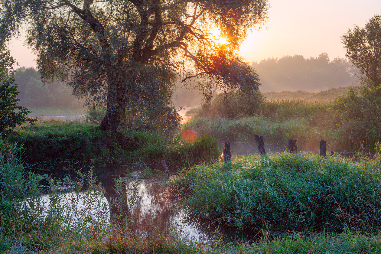 Misty riverbank with a large tree at sunrise