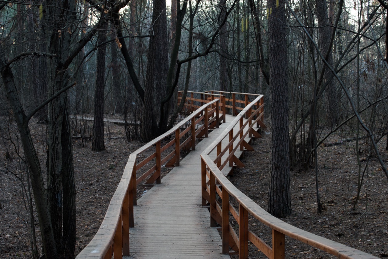 Wooden boardwalk winding through a bare forest, rendered sharp