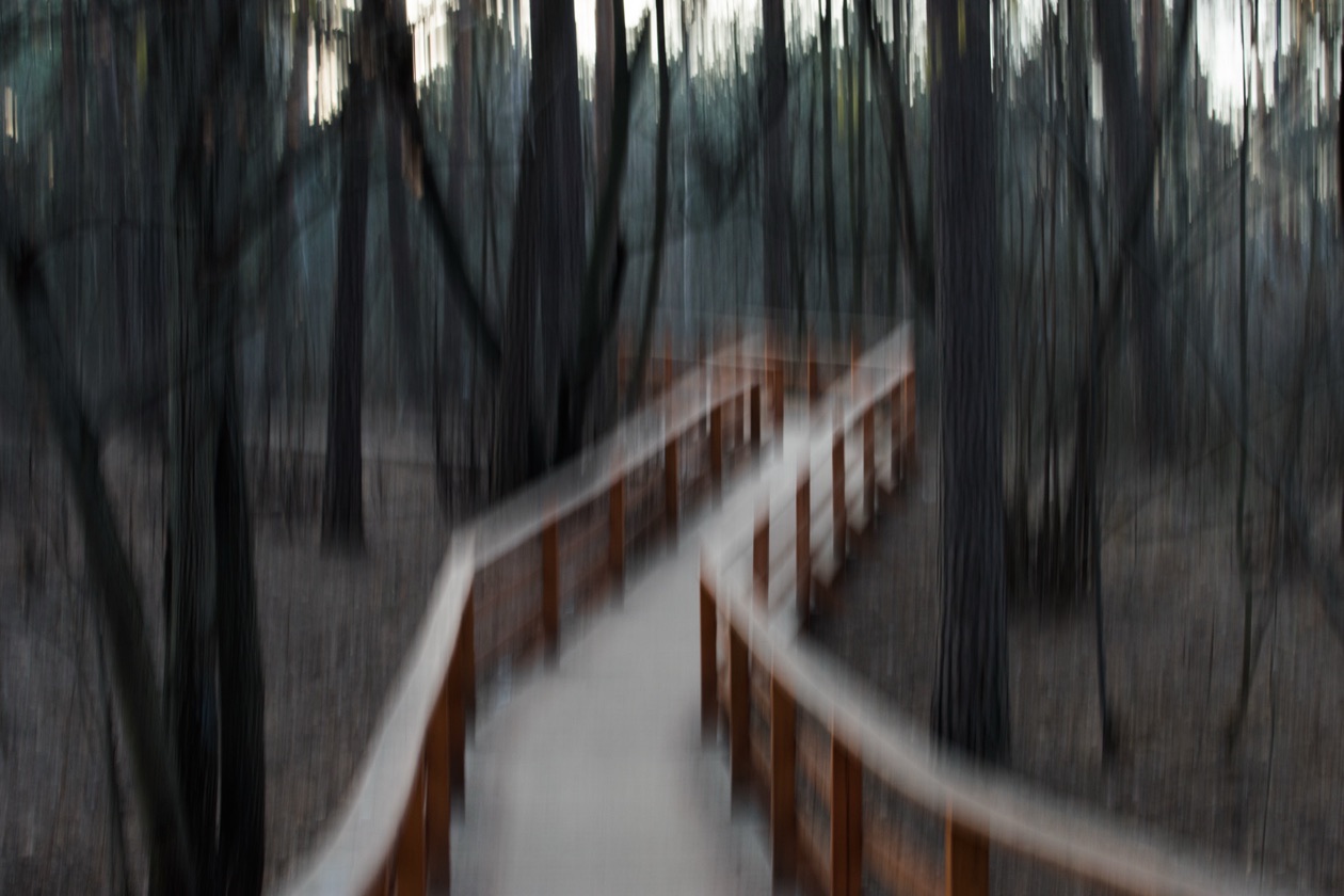 The same forest boardwalk smeared by camera shake