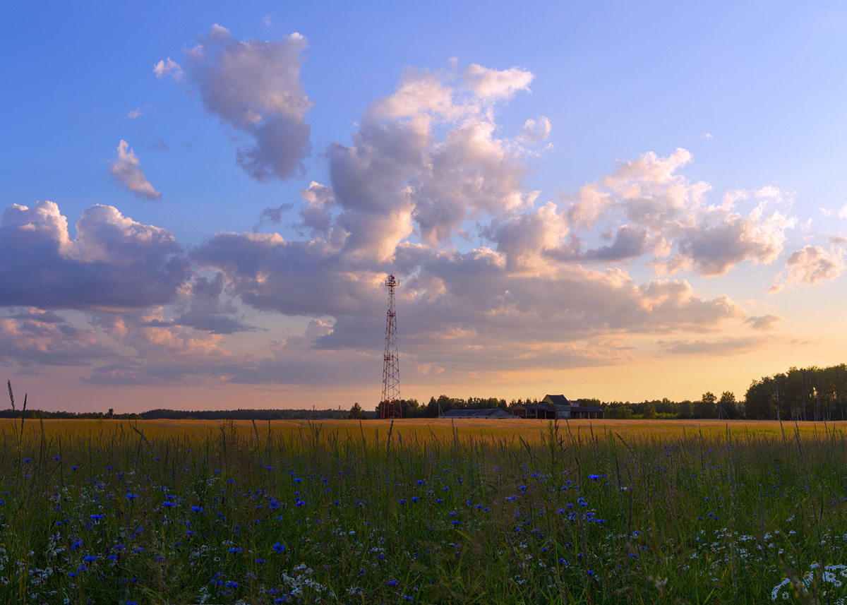 Meadow with cornflowers and a radio mast under evening clouds