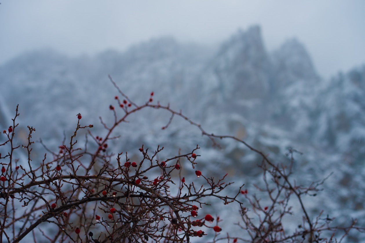 Rosehip branch with red berries in front of snowy mountains, slightly dark