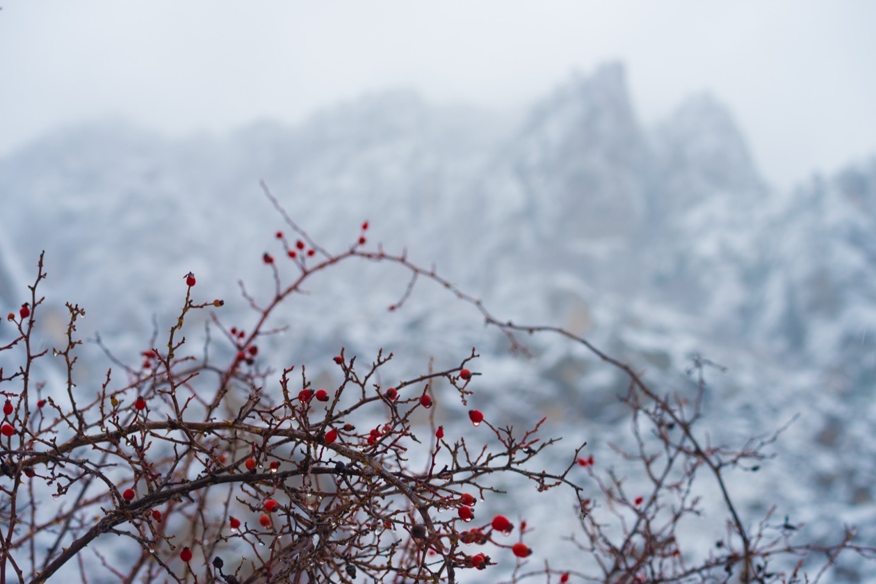 The same rosehip branch and snowy mountains, brighter after compensation