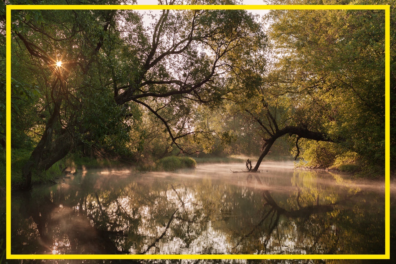 Misty river at sunrise with trees reflected in the water, the whole frame outlined for matrix metering