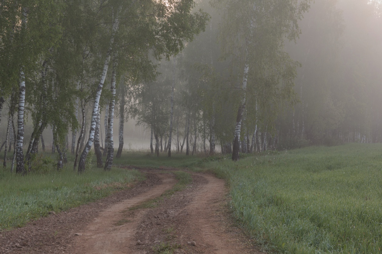 Dirt road through a misty birch grove, soft and low in contrast