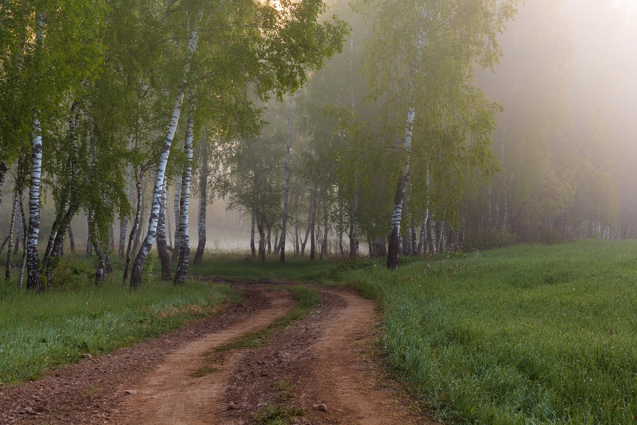 The misty birch grove after processing, with stronger contrast and color