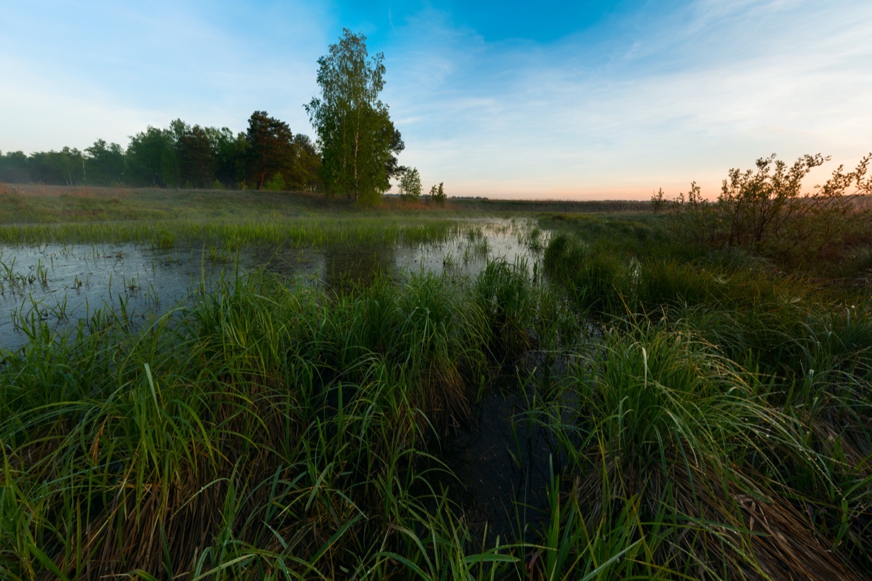 Marshy pond with dark tall grass in the foreground under a bright morning sky