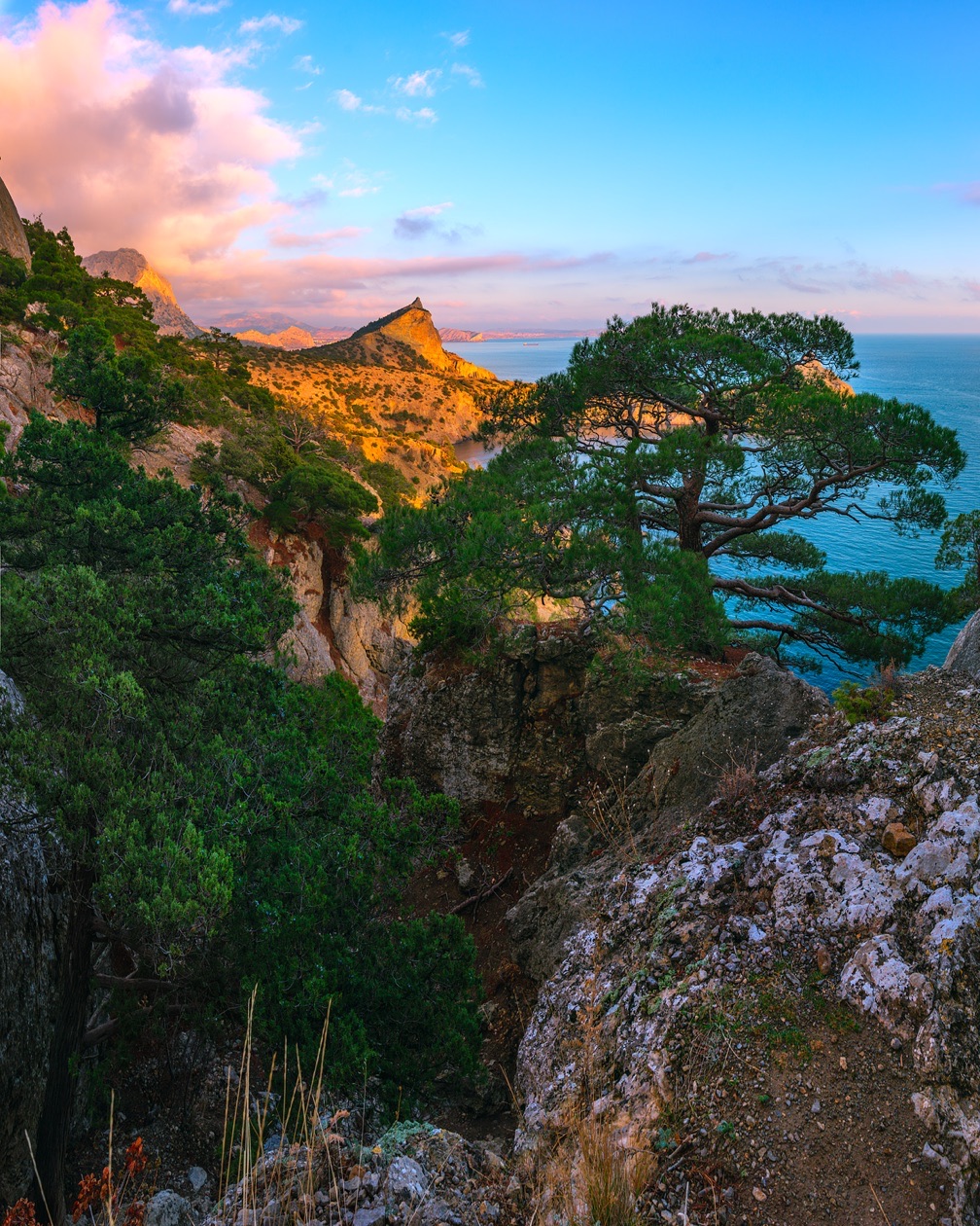 Pine trees on a rocky cliff above the sea with a pink-lit headland at sunset