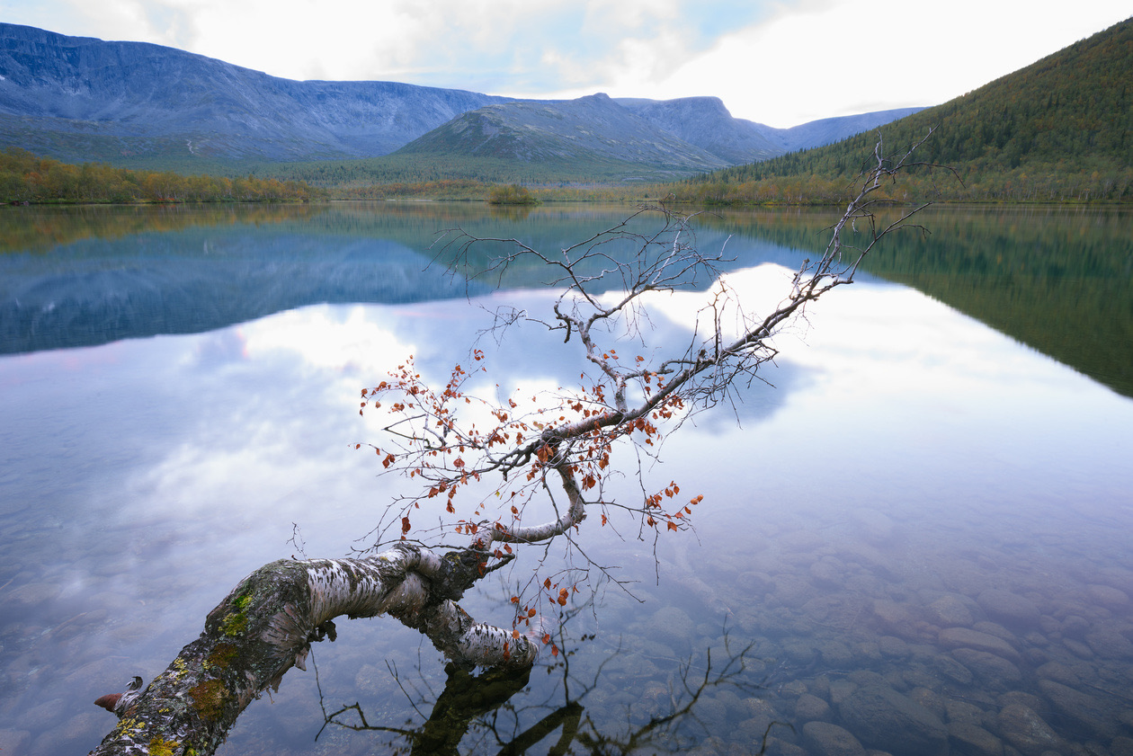 Mountain lake with a fallen tree reflected in still water and a washed-out white sky