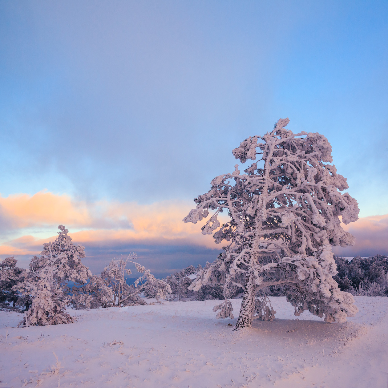 Pine trees covered in hoarfrost on a snowy hillside under a pink and blue winter sky