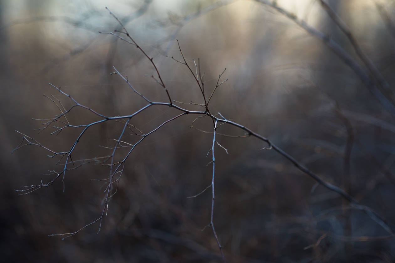 Bare branch in sharp focus against a strongly blurred background of twigs at f/2.8