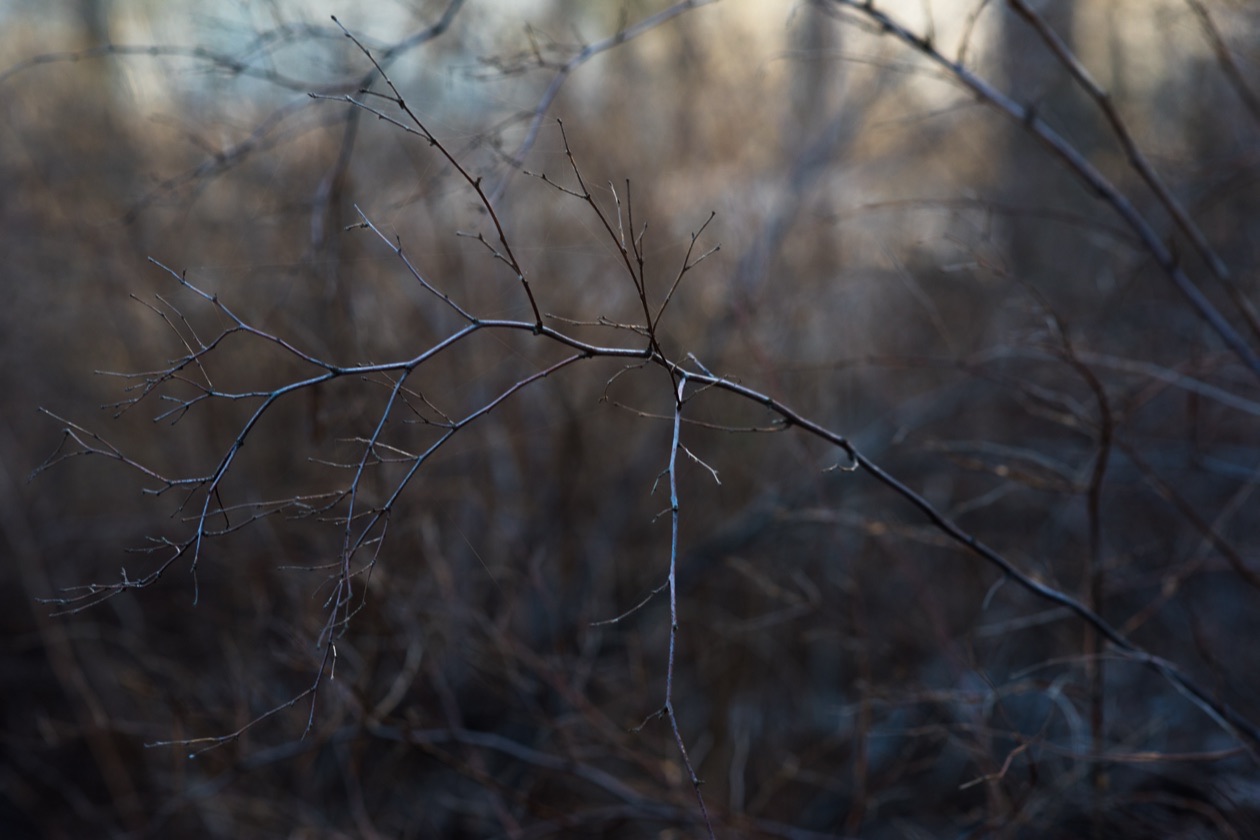 The same branch at f/5.6 with the background twigs a little more defined