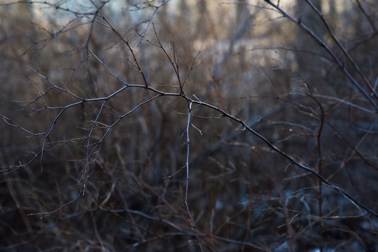 The same branch at f/8 with the background twigs clearly visible