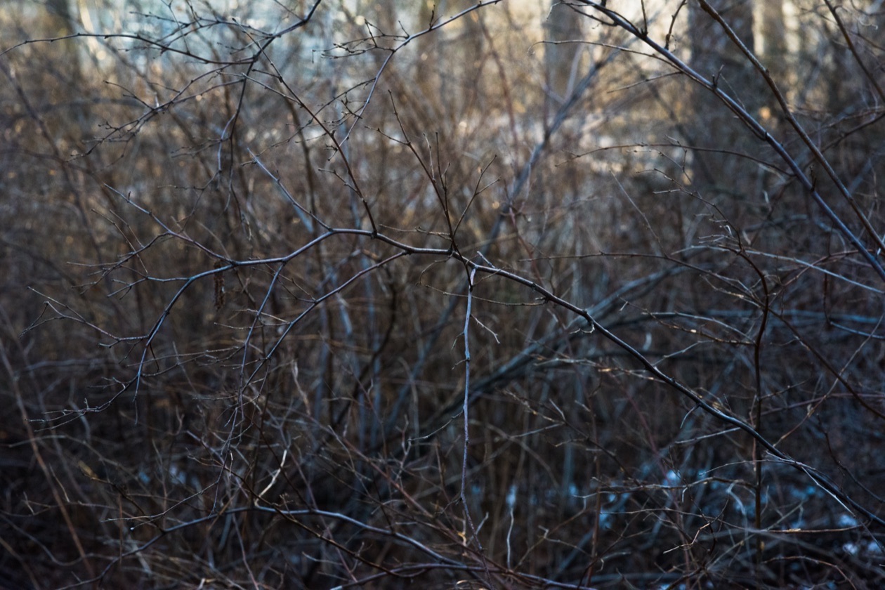 The same scene at f/16 with the whole tangle of branches nearly sharp