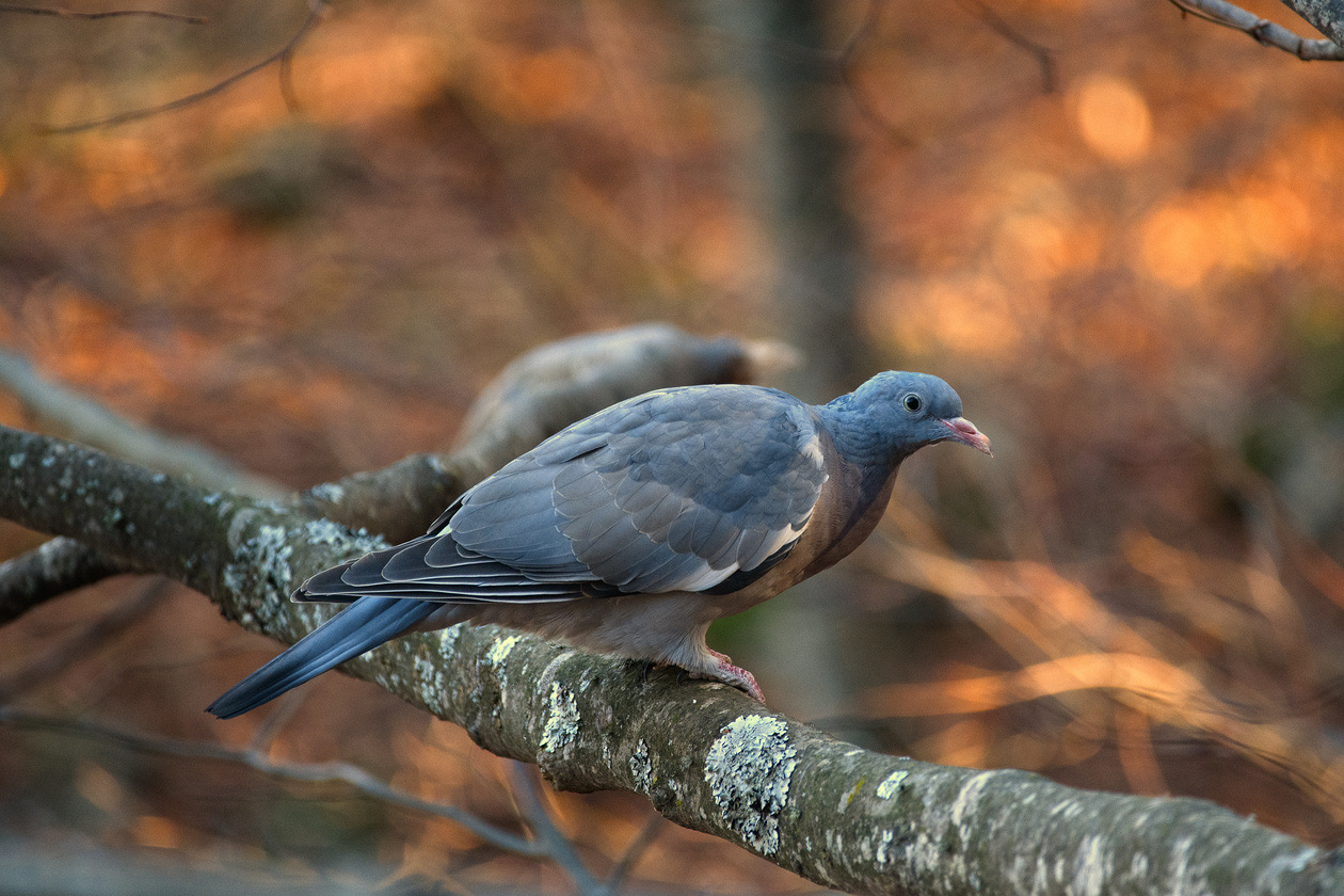 Wood pigeon perched on a lichen-covered branch against warm autumn bokeh