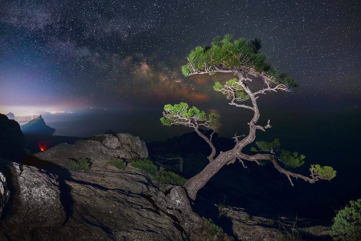 Pine tree on a rocky cliff under the Milky Way at night