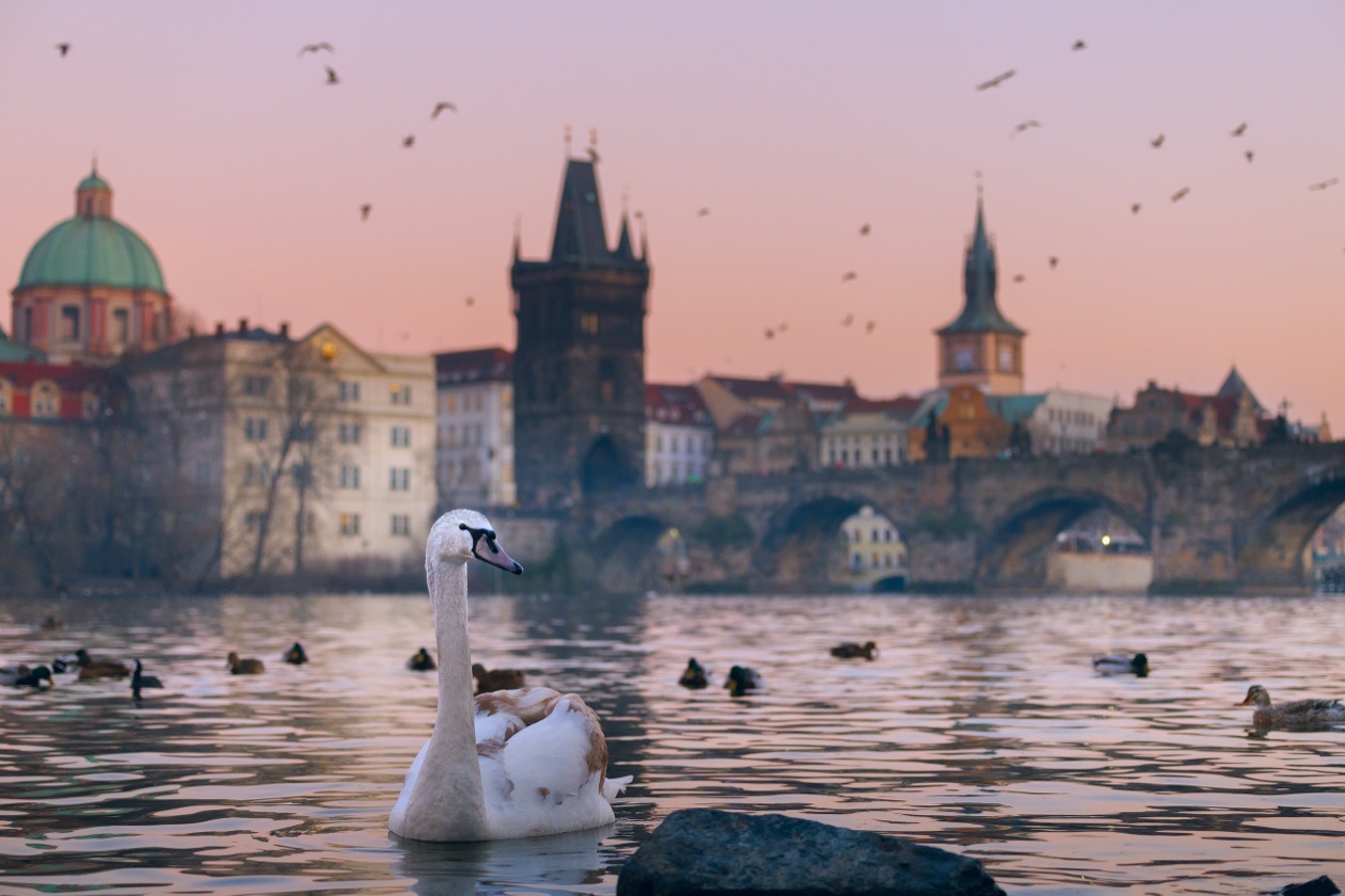 Swan on a river in front of an old bridge and towers at sunset, rendered sharp