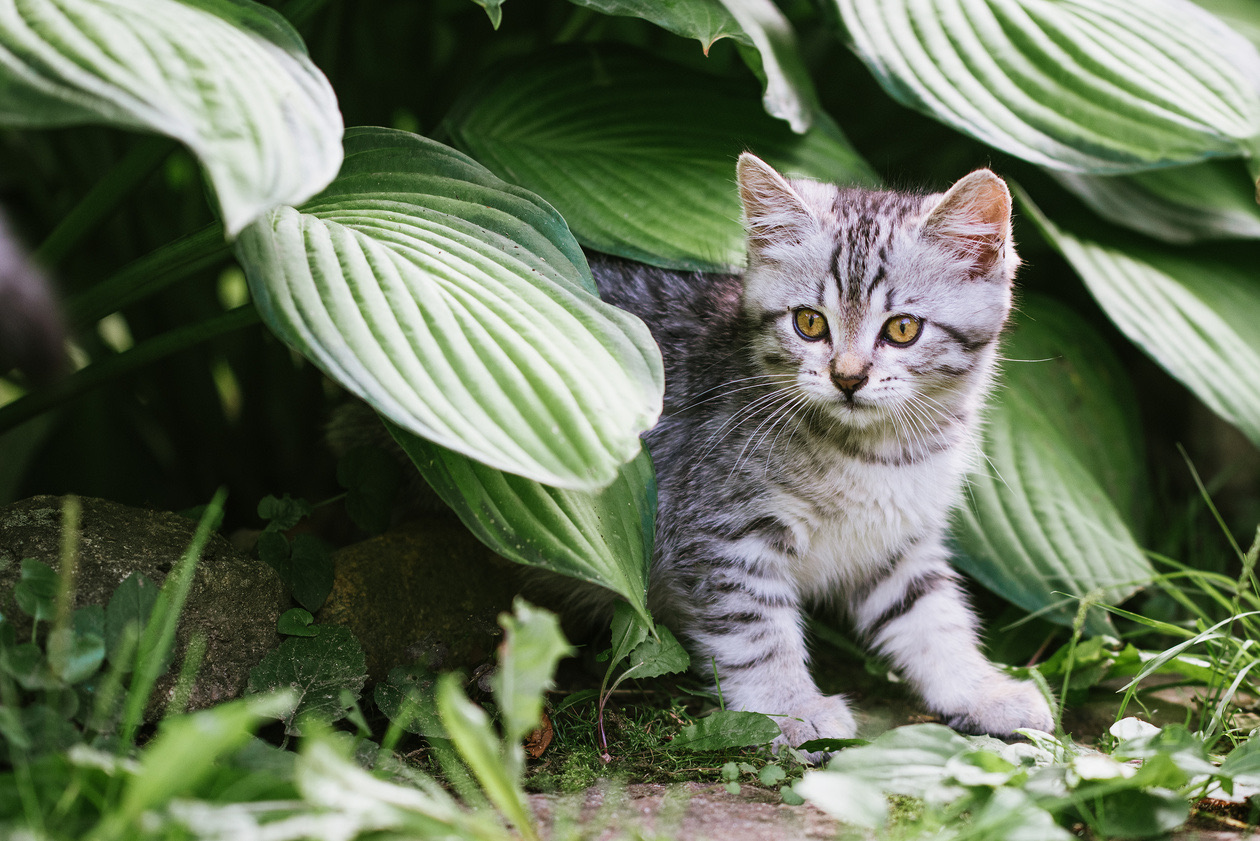 Gray tabby kitten peeking out from under large hosta leaves