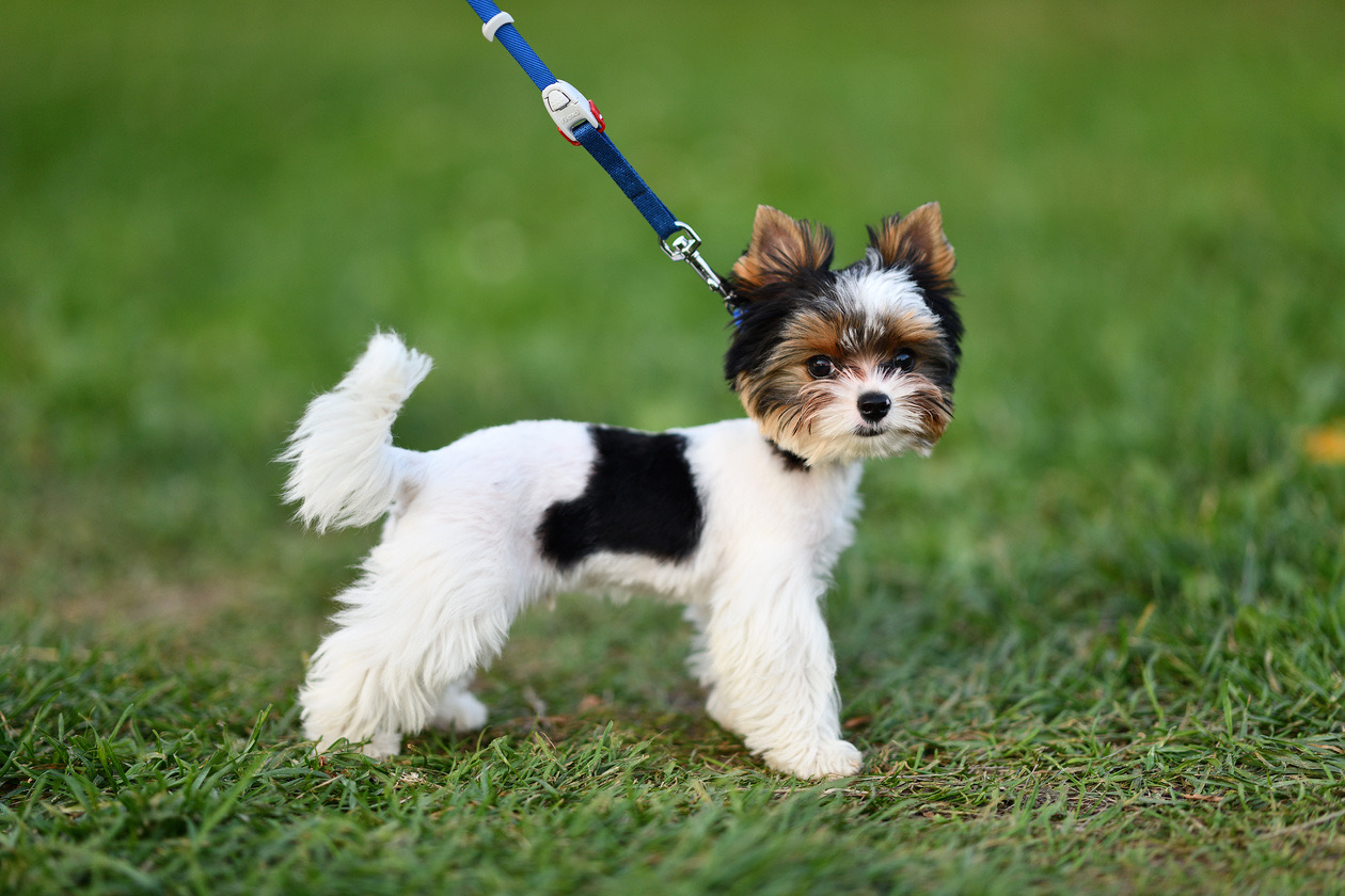 Small black and white terrier on a leash standing on green grass
