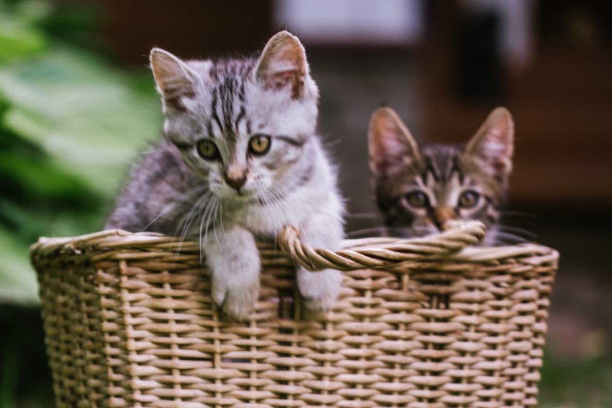 Two kittens peeking over the edge of a wicker basket, slightly blurred