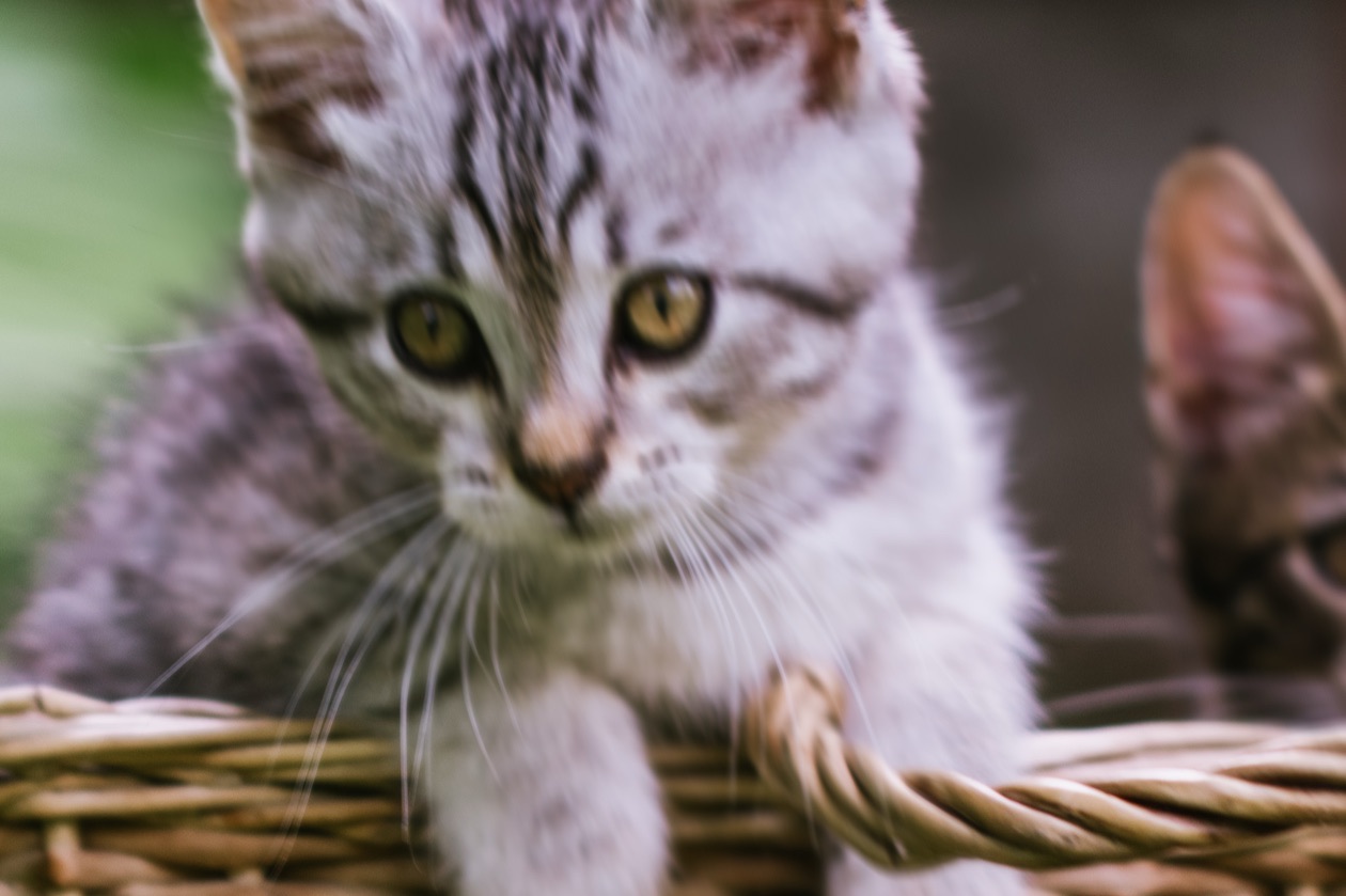 Enlarged crop of the kitten's face showing motion blur