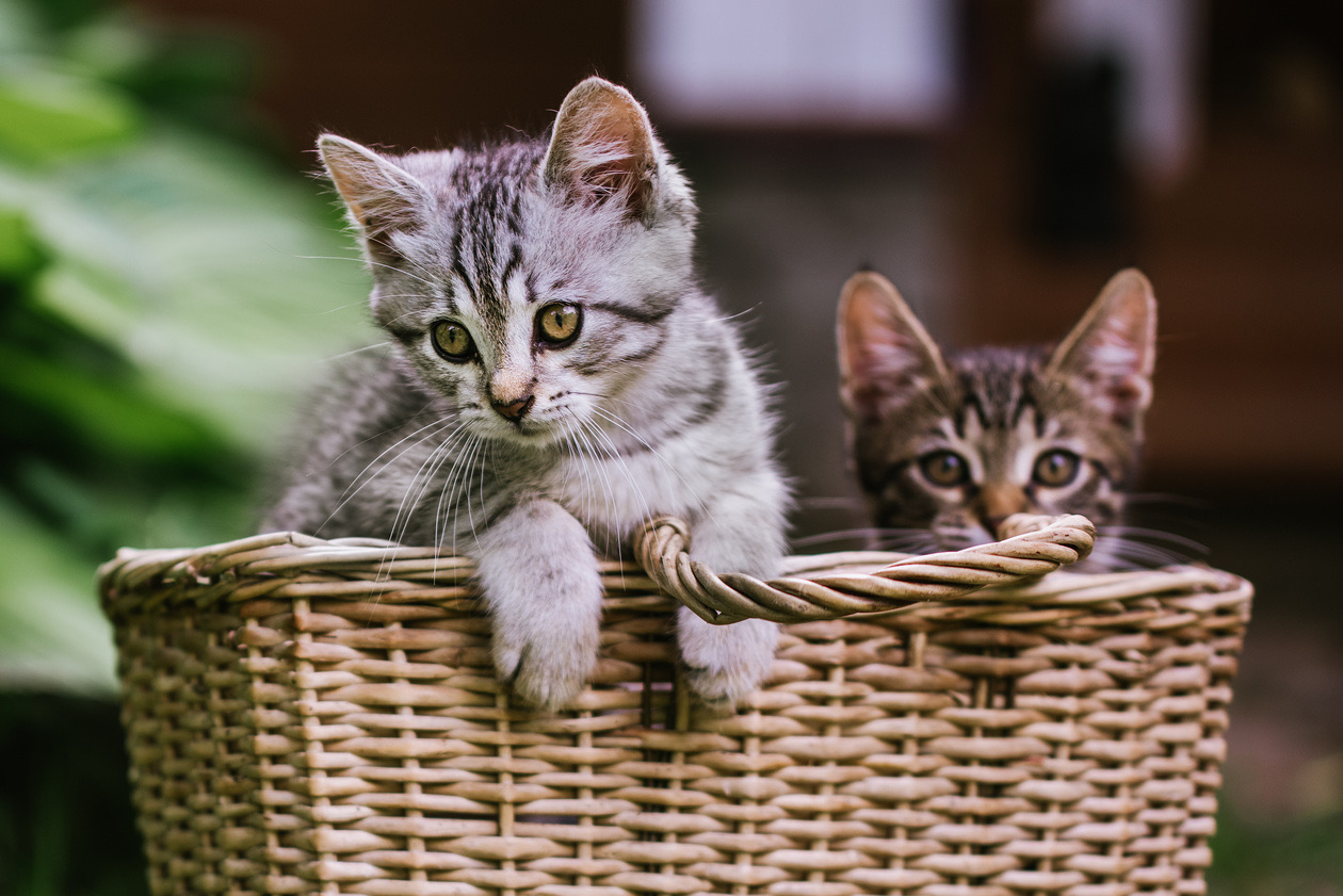 The same two kittens in the basket, now sharp