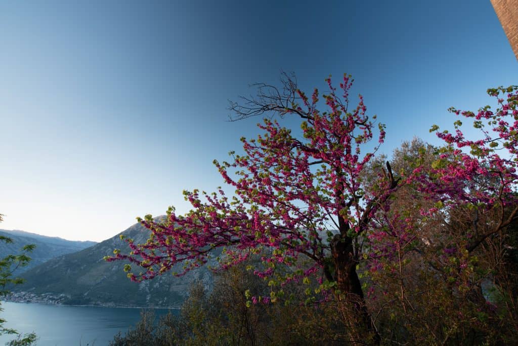 Landscape with polarizing filter